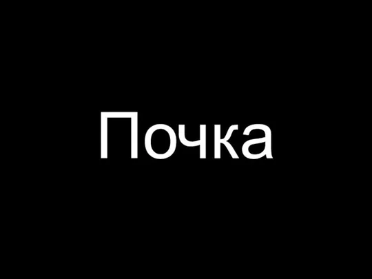 Почка