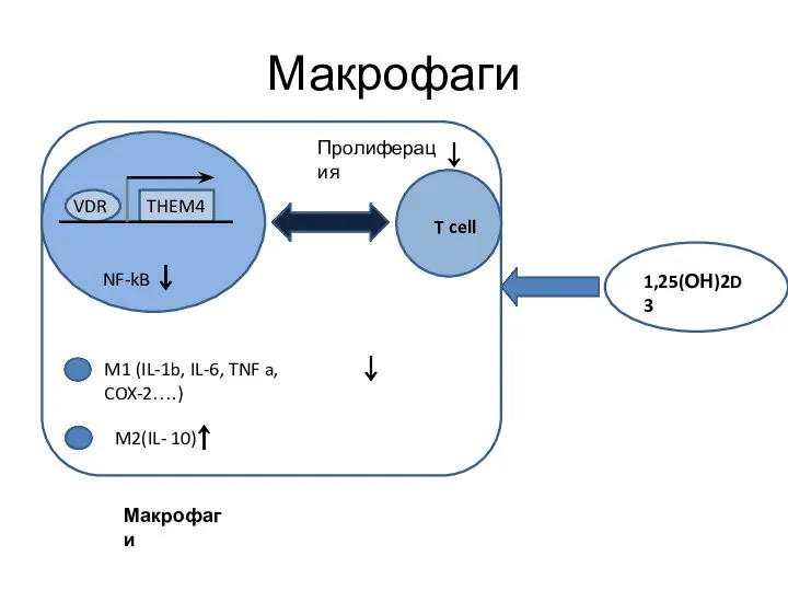 Пролиферация Макрофаги THEM4 VDR NF-kB M1 (IL-1b, IL-6, TNF a, COX-2….) M2(IL-