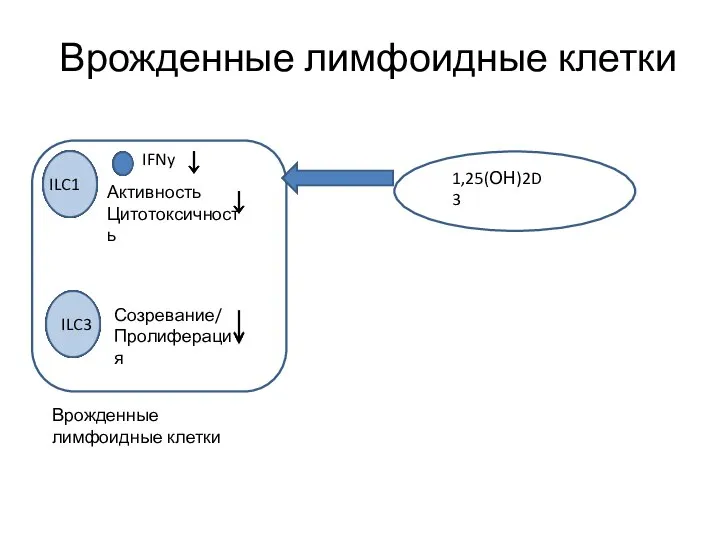 Врожденные лимфоидные клетки IFNy Активность Цитотоксичность Созревание/ Пролиферация ILC1 ILC3 1,25(ОН)2D3 Врожденные лимфоидные клетки