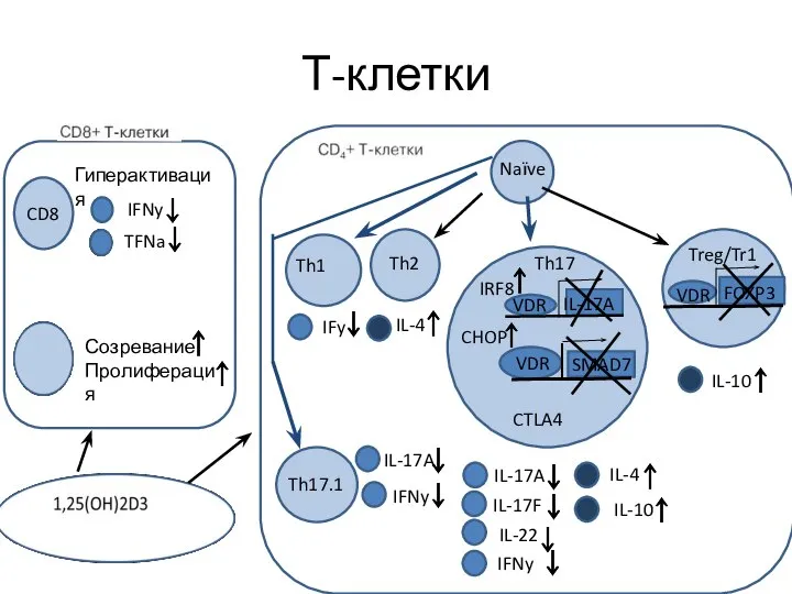 Т-клетки Гиперактивация CD8 IFNy TFNa Созревание Пролиферация Naïve Th1 Th2 Th17 IRF8