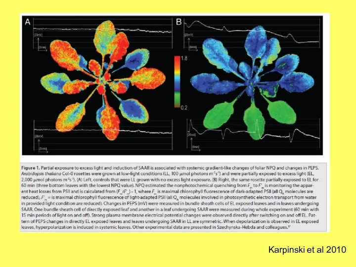 Karpinski et al 2010