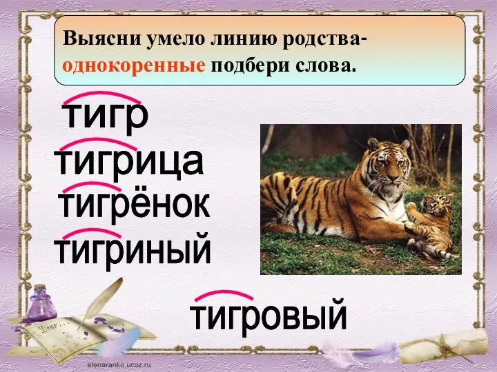 тигр тигрица Выясни умело линию родства- однокоренные подбери слова. тигрёнок тигриный тигровый