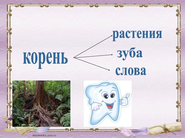 корень зуба растения слова