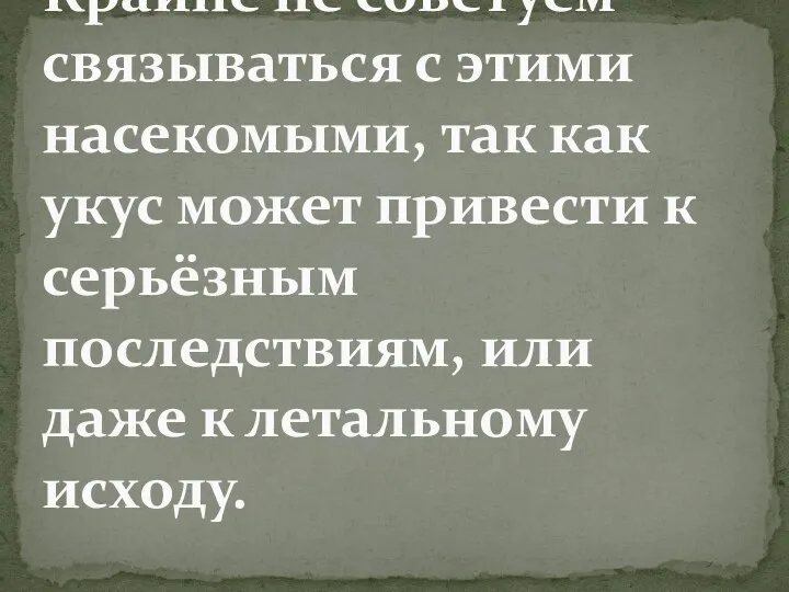 Крайне не советуем связываться с этими насекомыми, так как укус может привести