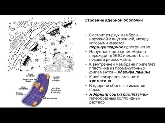 Строение ядерной оболочки Состоит из двух мембран – наружной и внутренней, между