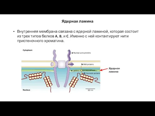 Ядерная ламина Внутренняя мембрана связана с ядерной ламиной, которая состоит из трех