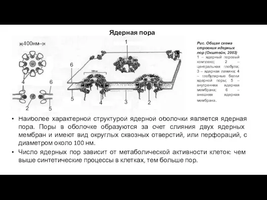 Ядерная пора Наиболее характерной структурой ядерной оболочки является ядерная пора. Поры в