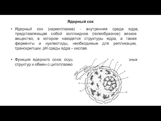 Ядерный сок Ядерный сок (кариоплазма) - внутренняя среда ядра, представляющая собой коллоидное