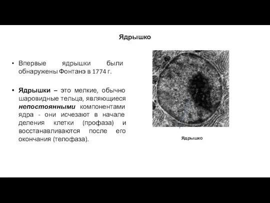 Ядрышко Впервые ядрышки были обнаружены Фонтанэ в 1774 г. Ядрышки – это