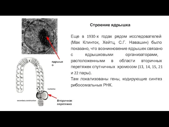 Строение ядрышка Еще в 1930-х годах рядом исследователей (Мак Клинток, Хейтц, С.Г.