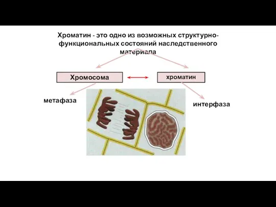 хроматин метафаза интерфаза Хроматин - это одно из возможных структурно-функциональных состояний наследственного материала Хромосома