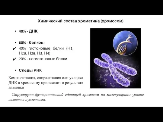 Химический состав хроматина (хромосом) 40% - ДНК, 60% - белков: 40% гистоновые