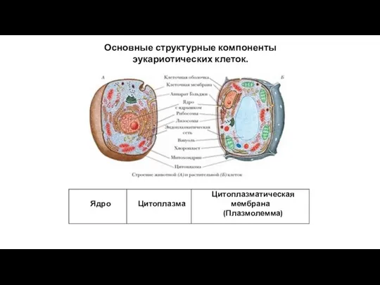 Основные структурные компоненты эукариотических клеток.