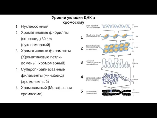 Уровни укладки ДНК в хромосому Нуклеосомный Хроматиновые фибриллы (соленоид) 30 nm (нуклеомерный)