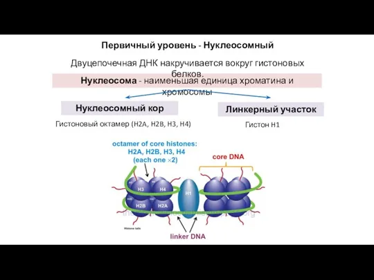 Гистон H1 Нуклеосома - наименьшая единица хроматина и хромосомы Нуклеосомный кор Линкерный