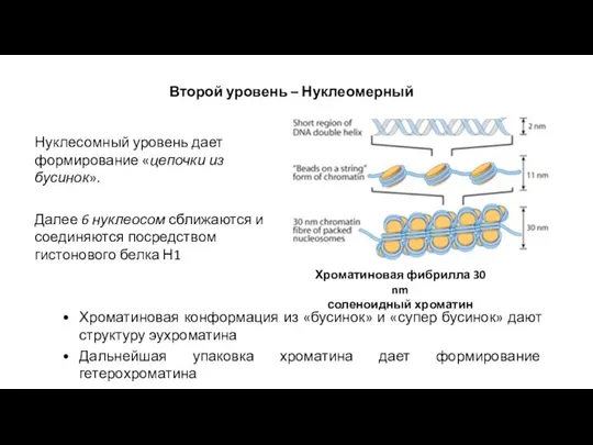 Нуклесомный уровень дает формирование «цепочки из бусинок». Далее 6 нуклеосом сближаются и