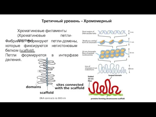 Хроматиновые филаменты (Хроматиновые петли-домены) Фибриллы формируют петли-домены, которые фиксируются негистоновым белком (scaffold).