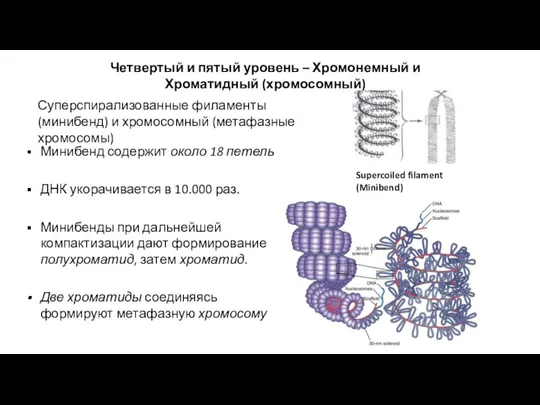 Минибенд содержит около 18 петель ДНК укорачивается в 10.000 раз. Минибенды при