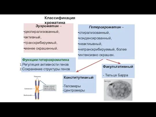 Гетерохроматин – спирализованный, конденсированный, неактиывный, нетранскрибируемый, более интенсивно окрашен. Эухроматин – деспирализованный,