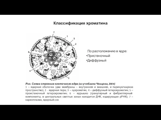 Классификация хроматина По расположению в ядре: Пристеночный Диффузный Рис. Схема строения клеточного