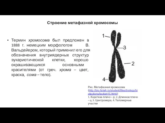 Строение метафазной хромосомы Термин хромосома был предложен в 1888 г. немецким морфологом