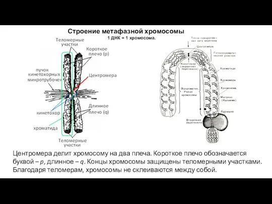 Строение метафазной хромосомы 1 ДНК = 1 хромосома. Центромера делит хромосому на