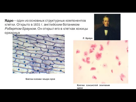 Р. Браун Клетки пленки чешуи лука Клетки слизистой эпителия щеки Ядро –