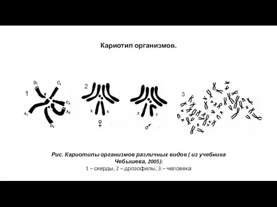 Кариотип организмов. Рис. Кариотипы организмов различных видов ( из учебника Чебышева, 2005):