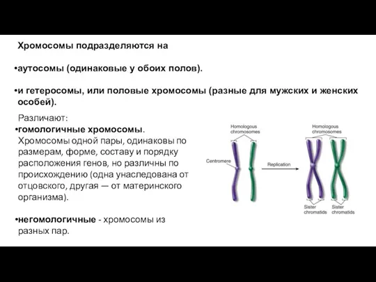 Хромосомы подразделяются на аутосомы (одинаковые у обоих полов). и гетеросомы, или половые