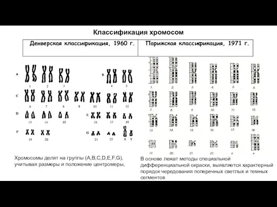 Классификация хромосом Хромосомы делят на группы (A,B,C,D,E,F,G), учитывая размеры и положение центромеры,