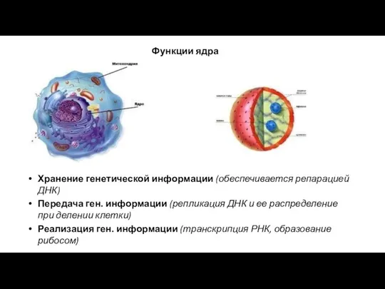 Функции ядра Хранение генетической информации (обеспечивается репарацией ДНК) Передача ген. информации (репликация