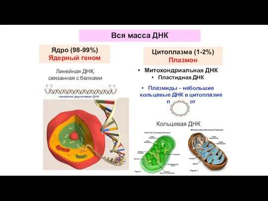 Вся масса ДНК Ядро (98-99%) Ядерный геном Цитоплазма (1-2%) Плазмон Линейная ДНК,