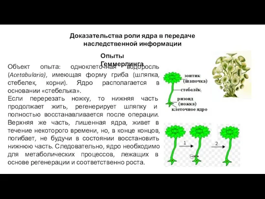 Доказательства роли ядра в передаче наследственной информации Опыты Геммерлинга Объект опыта: одноклеточная