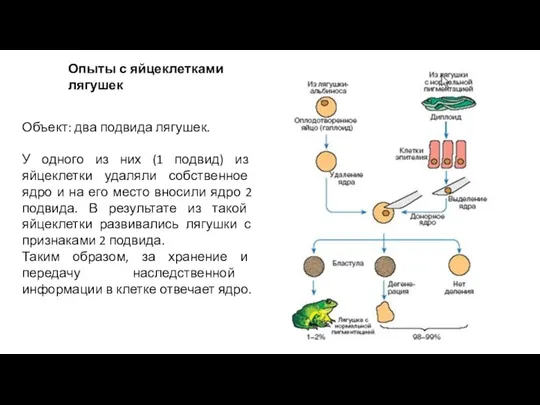 Опыты с яйцеклетками лягушек Объект: два подвида лягушек. У одного из них