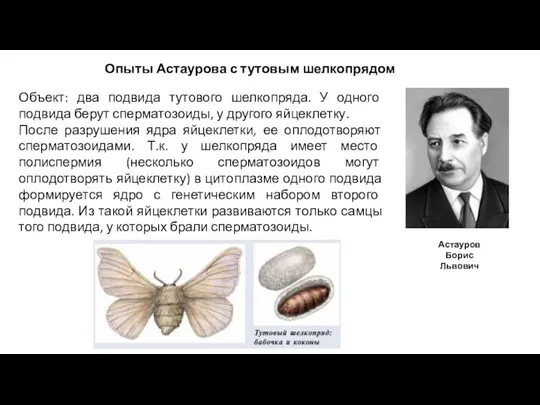 Опыты Астаурова с тутовым шелкопрядом Астауров Борис Львович Объект: два подвида тутового