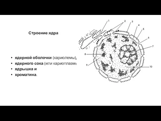 ядерной оболочки (кариолемы), ядерного сока (или кариоплазмы), ядрышка и хроматина. Строение ядра