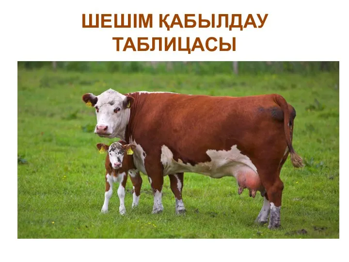 ШЕШІМ ҚАБЫЛДАУ ТАБЛИЦАСЫ