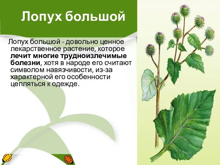 Лопух большой Лопух большой - довольно ценное лекарственное растение, которое лечит многие