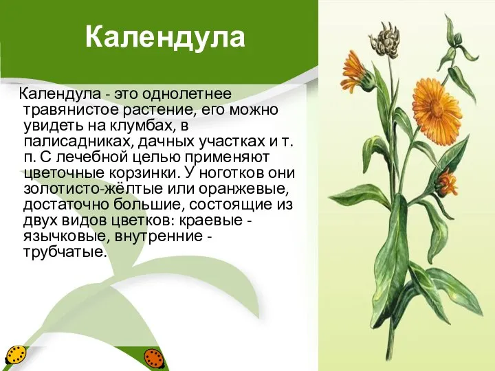 Календула Календула - это однолетнее травянистое растение, его можно увидеть на клумбах,