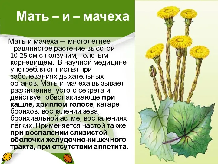 Мать – и – мачеха Мать-и-мачеха — многолетнее травянистое растение высотой 10-25
