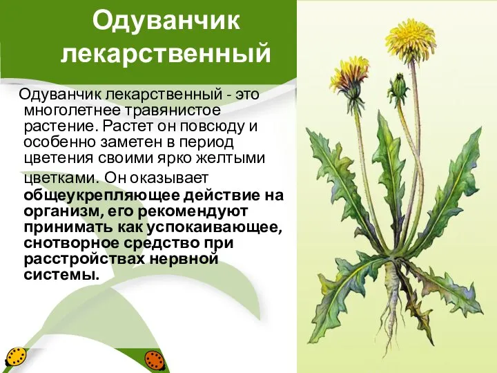 Одуванчик лекарственный Одуванчик лекарственный - это многолетнее травянистое растение. Растет он повсюду