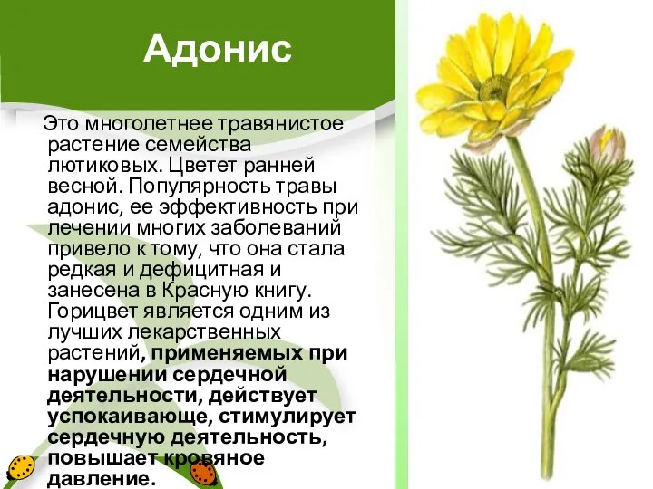 Адонис Это многолетнее травянистое растение семейства лютиковых. Цветет ранней весной. Популярность травы