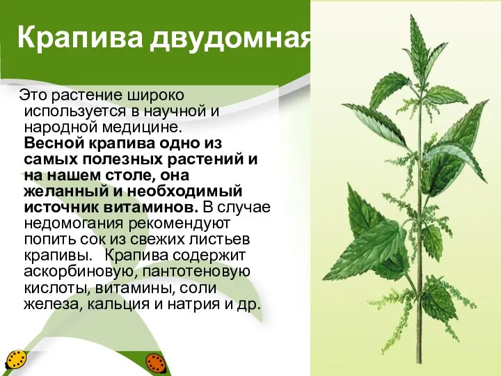 Крапива двудомная Это растение широко используется в научной и народной медицине. Весной