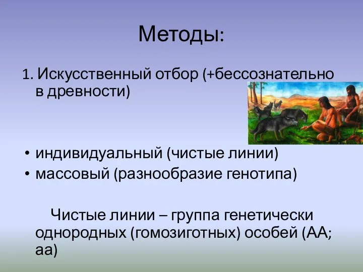 Методы: 1. Искусственный отбор (+бессознательно в древности) индивидуальный (чистые линии) массовый (разнообразие