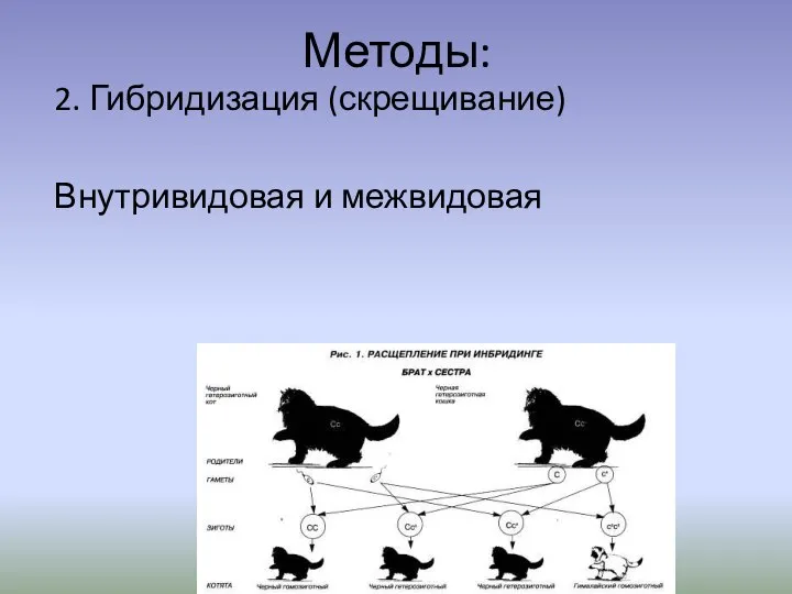 Методы: 2. Гибридизация (скрещивание) Внутривидовая и межвидовая