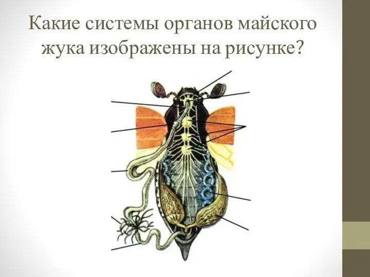 Какие системы органов майского жука изображены на рисунке?