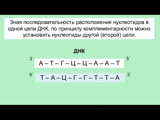 Зная последовательность расположения нуклеотидов в одной цепи ДНК, по принципу комплементарности можно
