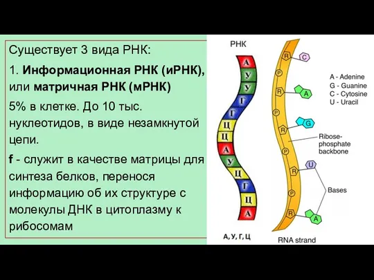 Существует 3 вида РНК: 1. Информационная РНК (иРНК), или матричная РНК (мРНК)