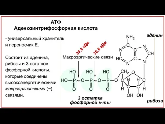 АТФ Аденозинтрифосфорная кислота аденин 3 остатка фосфорной к-ты рибоза - универсальный хранитель