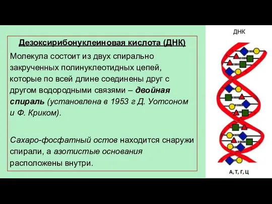 Дезоксирибонуклеиновая кислота (ДНК) Молекула состоит из двух спирально закрученных полинуклеотидных цепей, которые